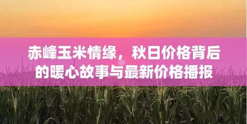 赤峰玉米情缘，秋日价格背后的暖心故事与最新价格播报