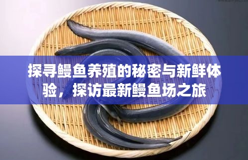 探寻鳗鱼养殖的秘密与新鲜体验，探访最新鳗鱼场之旅
