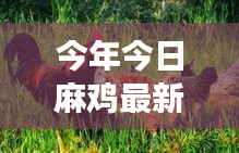 今年今日麻鸡最新行情深度解析，市场风云再起