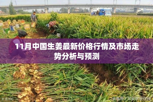 11月中国生姜最新价格行情及市场走势分析与预测