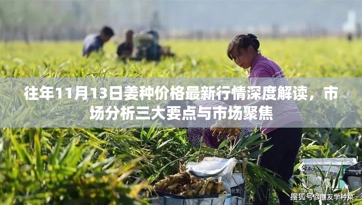 往年11月13日姜种价格最新行情深度解读，市场分析三大要点与市场聚焦