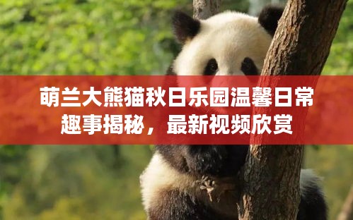 萌兰大熊猫秋日乐园温馨日常趣事揭秘，最新视频欣赏