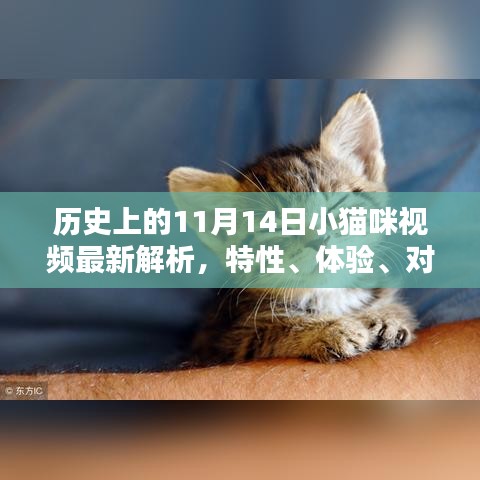 历史上的11月14日小猫咪视频最新解析，特性、体验、对比与用户群体深度分析
