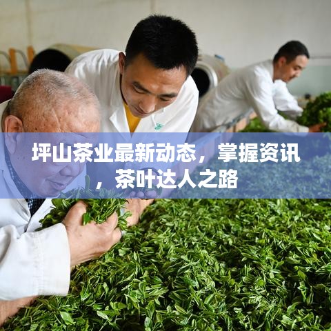 坪山茶业最新动态，掌握资讯，茶叶达人之路