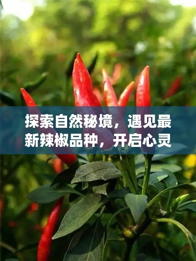 探索自然秘境，遇见最新辣椒品种，开启心灵之旅的奇妙旅程