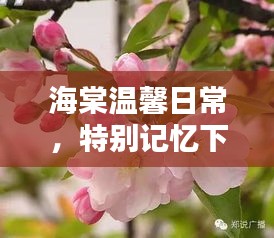 海棠温馨日常，特别记忆下的日常与日常中的特别记忆（2024年11月14日）