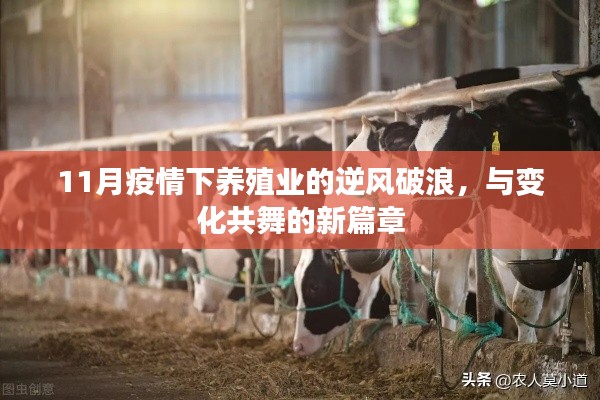 11月疫情下养殖业的逆风破浪，与变化共舞的新篇章