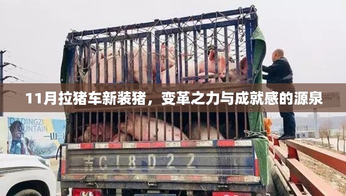 11月拉猪车新装猪，变革之力与成就感的源泉