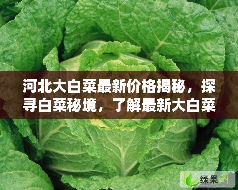 河北大白菜最新价格揭秘，探寻白菜秘境，了解最新大白菜行情（日期标注）