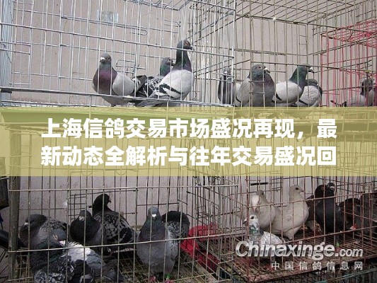上海信鸽交易市场盛况再现，最新动态全解析与往年交易盛况回顾