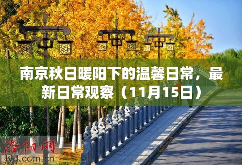 南京秋日暖阳下的温馨日常，最新日常观察（11月15日）