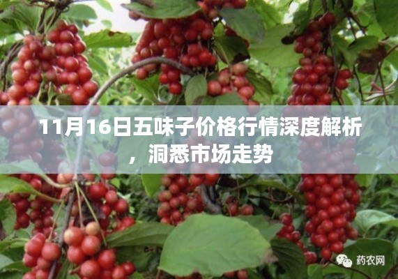 11月16日五味子价格行情深度解析，洞悉市场走势