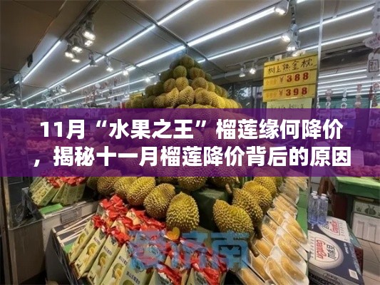 揭秘十一月榴莲降价背后的原因，榴莲之王降临，榴莲控福音来临！