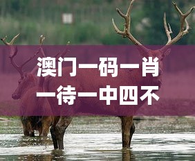 澳门一码一肖一待一中四不像334期,接力解答解释落实_ZXK1.14