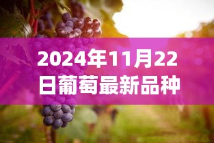 探秘葡萄秘境，寻找新品种之旅与内心的宁静与笑声（2024年葡萄新品种介绍）