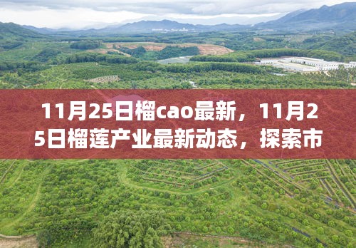 11月25日榴莲产业最新动态及市场前沿创新趋势探索