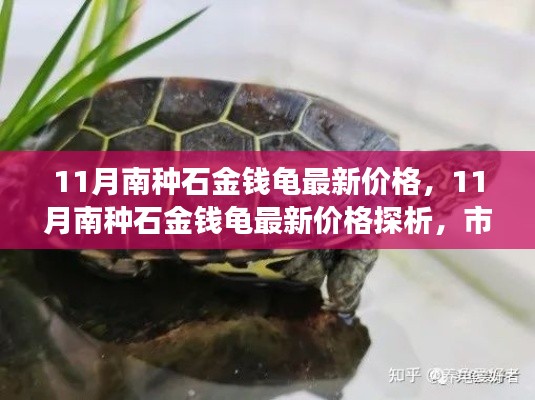 11月南种石金钱龟最新价格探析及市场走势分析
