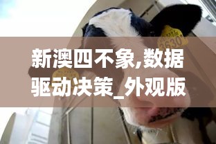 新澳四不象,数据驱动决策_外观版CIL13.93
