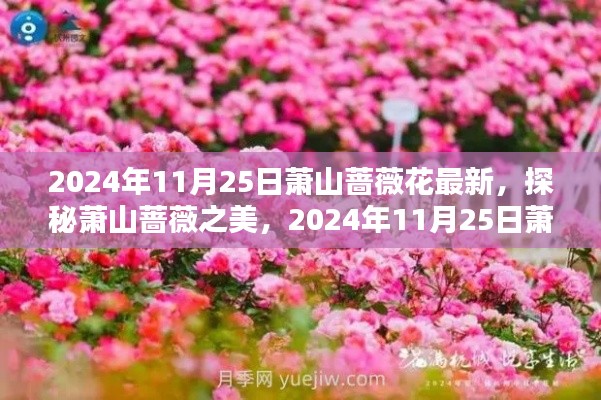 探秘萧山蔷薇之美，最新蔷薇花观赏指南（2024年11月2 5日）