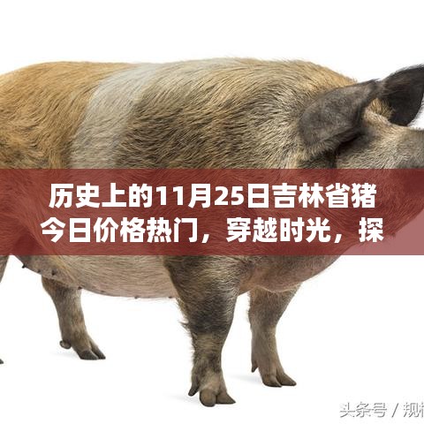 吉林猪价时光探寻之旅，穿越历史与美景的奇妙旅行