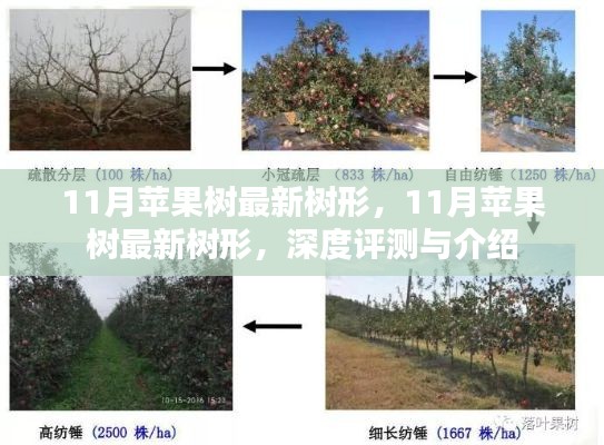11月苹果树最新树形，11月苹果树最新树形，深度评测与介绍