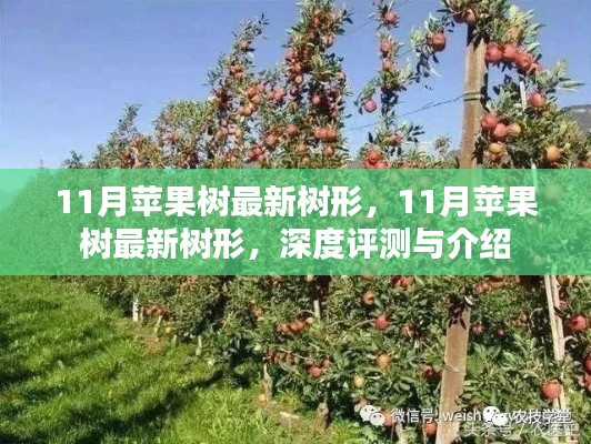 11月苹果树最新树形,11月苹果树最新树形,深度评测与介绍