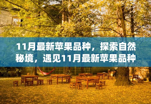 探索自然秘境，遇见最新苹果品种——一场心灵之旅的十一月寻果之旅