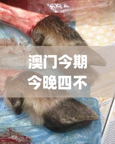 澳门今期今晚四不像,全面细致的解答_艺术版NFX7.39
