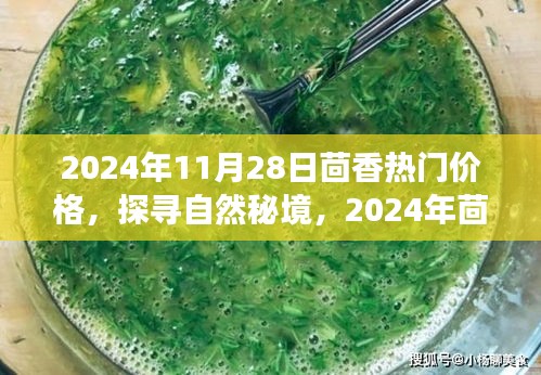 探寻自然秘境，揭秘茴香飘香之旅与热门价格探秘（2024年11月28日）