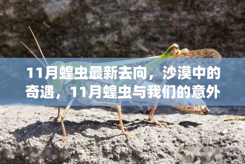 沙漠奇遇，揭秘11月蝗虫最新去向与意外之旅