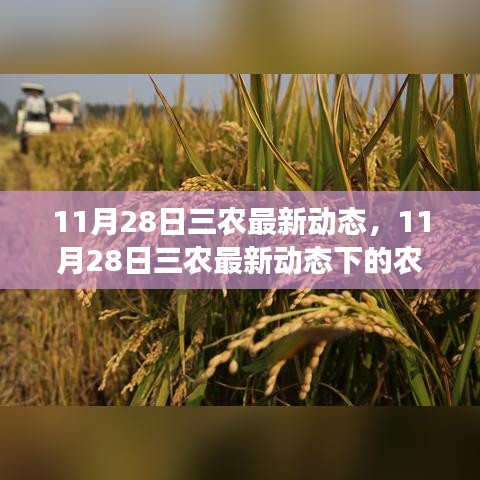 11月28日三农最新动态，农业发展观点阐述与分析