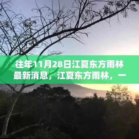 往年11月28日江夏东方雨林，秋日奇遇与温馨故事