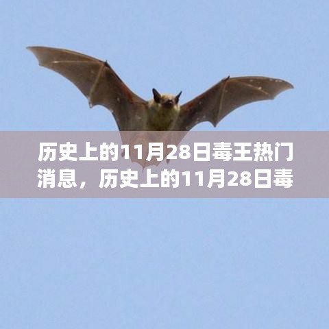 揭秘毒王事件真相，深度解析历史上的11月28日事件技能指南