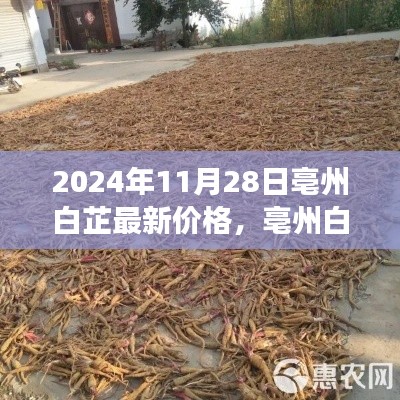亳州白芷最新价格动态，学习成长与自信成就感的源泉