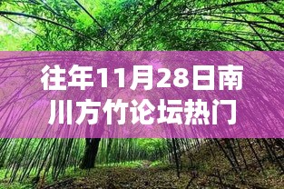 往年11月28日南川方竹论坛热点速递，热议焦点一网打尽