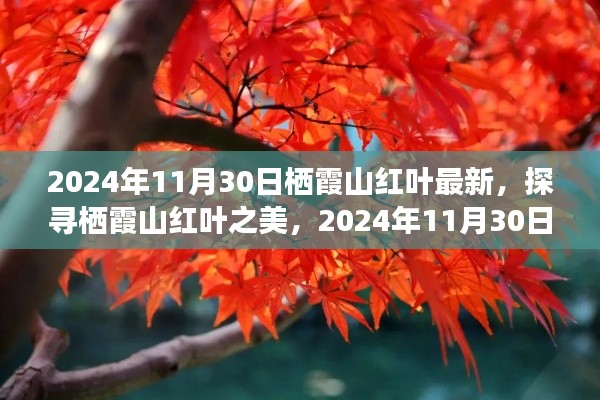 探寻栖霞山红叶之美，最新观察与解读（2024年11月30日）