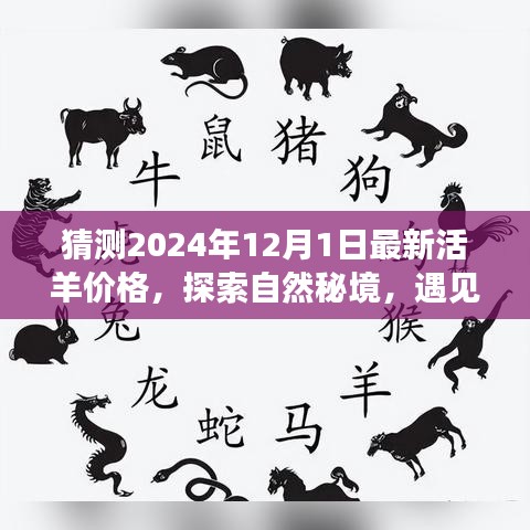 探索自然秘境，预测未来活羊价格，启程宁静心灵之旅的启程点，2024年活羊价格展望与心灵之旅体验