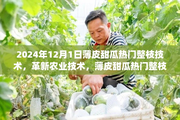 革新农业技术，薄皮甜瓜热门整枝技术的前沿之旅（2024年）