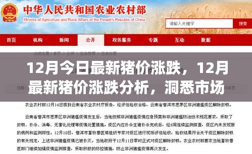 洞悉市场动态,最新猪价涨跌分析与养殖前景展望
