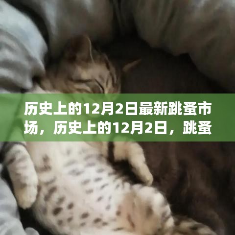 探寻自然秘密与内心宁静的跳蚤市场之旅，历史上的十二月二日纪实