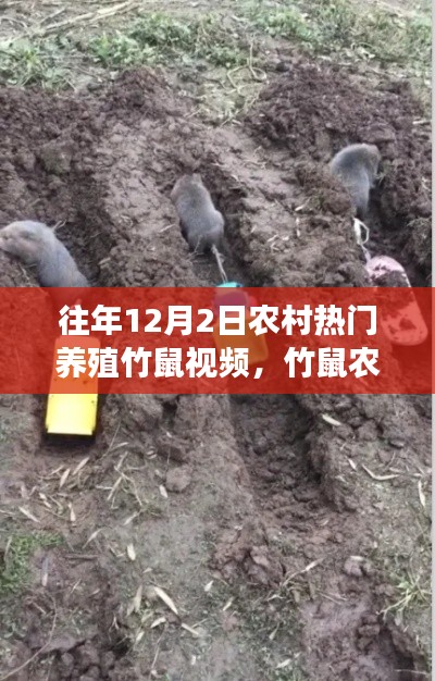 农村竹鼠农庄的温馨日常，养殖趣事与友情纽带，竹鼠视频回顾（往年12月2日）