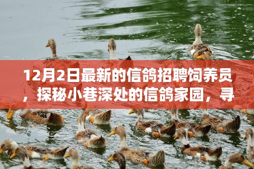 探秘信鸽家园，寻找特色小店中的饲养新星招募启动！