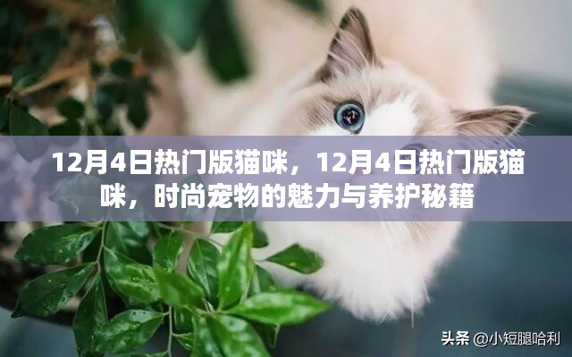 时尚魅力与养护秘籍，揭秘十二月四日热门版猫咪