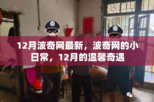 波奇网小日常，12月的温馨奇遇与日常点滴