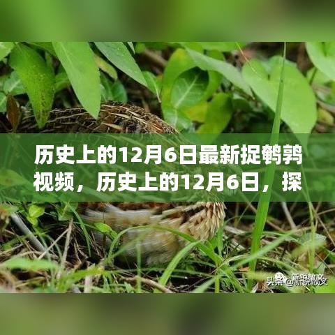 历史上的12月6日，探寻最新捉鹌鹑视频背后的故事与精彩瞬间