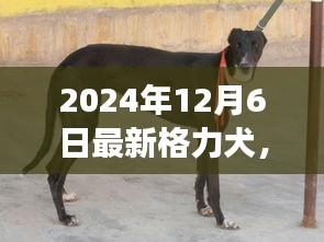 最新格力犬品种介绍及演变特点(2024年最新版)