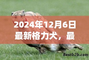 最新格力犬品种介绍及演变特点(2024年最新版)