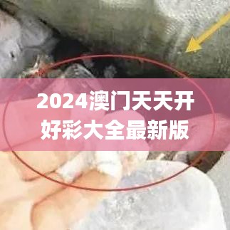 2024澳门天天开好彩大全最新版本343期,最新正品解答落实_S15.263