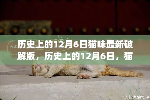 历史上的猫步秘境，追寻心灵宁静之旅的12月6日探索纪实