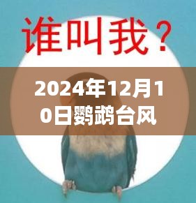 鹦鹉台风来袭，探索小巷特色小店与未知奇妙之旅的实时播报